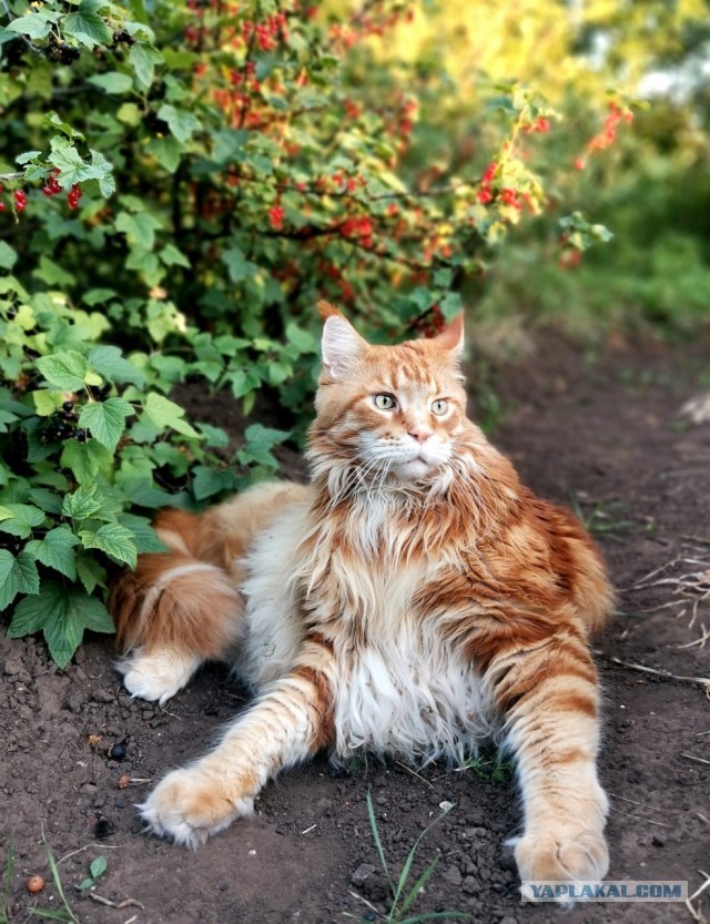 Погнали! С котовторником, други!