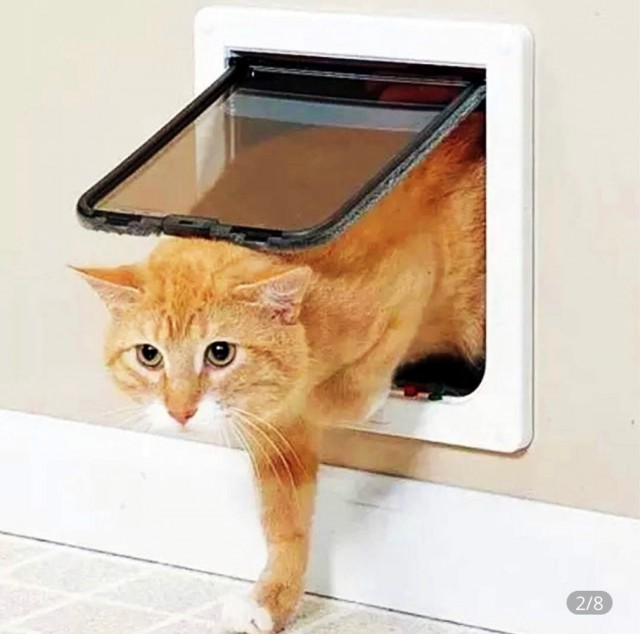 Кот требует открыть двери