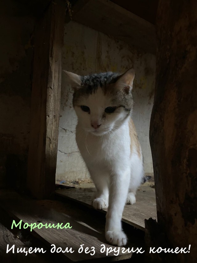 Жизнь домашнего приюта "Котоленд" 326