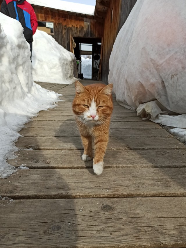 С праздником и котофторником!