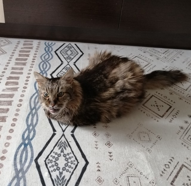 У кого какие животные? (Про мужей чур не писать)