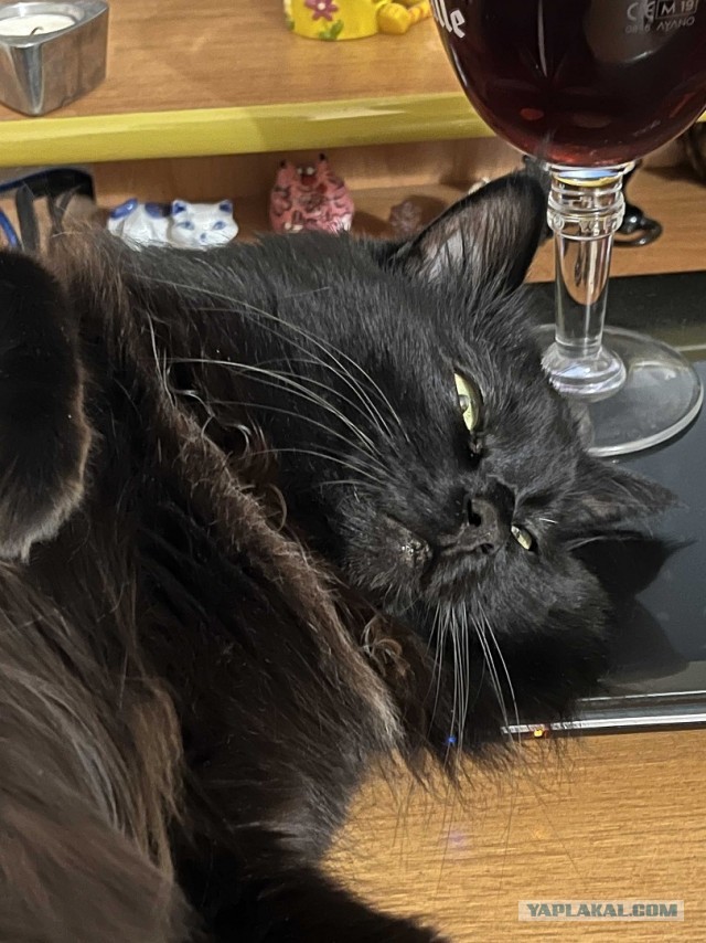 Котовторник 07.06.2022