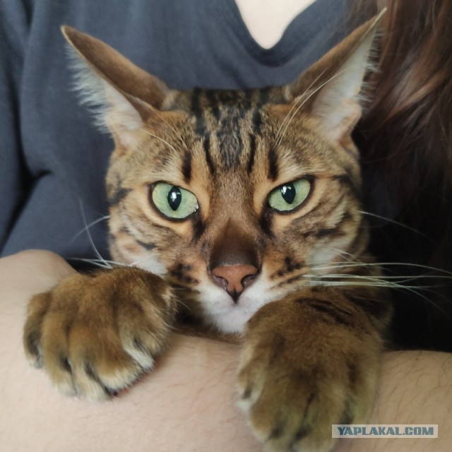Умница-кот