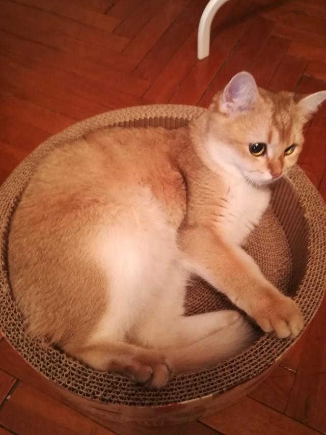 Я вам котиков принес