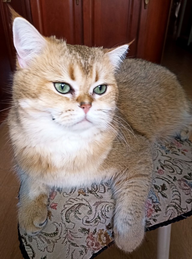 С Котовторником вас! Зовут Чеса!