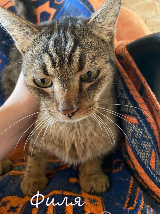 Жизнь домашнего приюта "Котоленд" 364