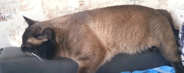 Кошечка!