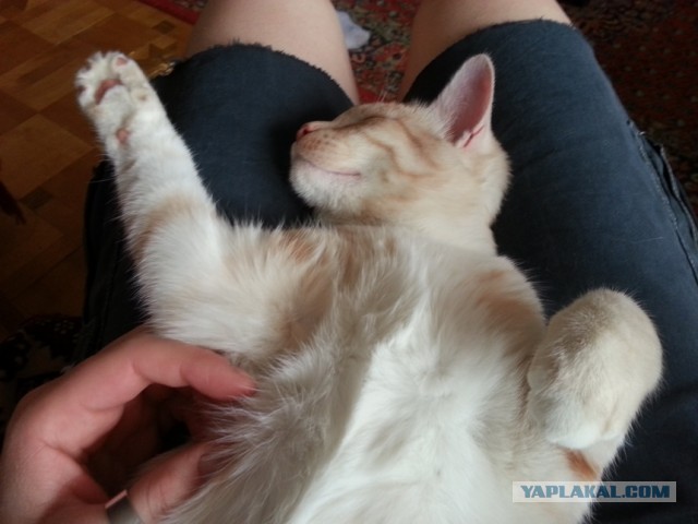 Котовторник  19.03.2013