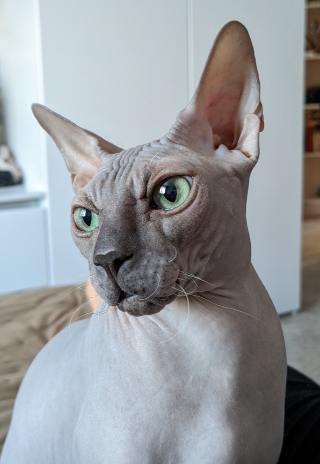 Начинаем котовторник.