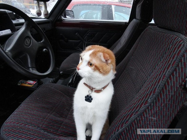 Котовторник 26.03.2013