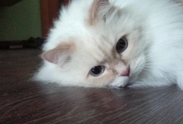 Коты белые, 12 литров