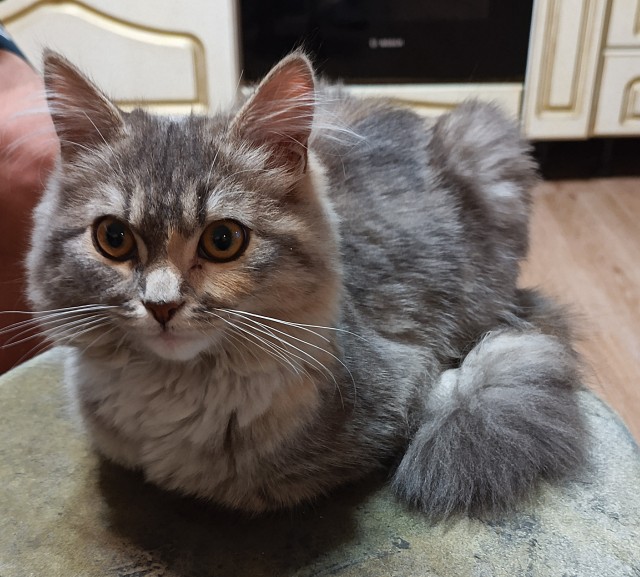 Всех с котовторником
