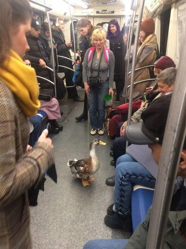 Зашквар и дичь в американском метро