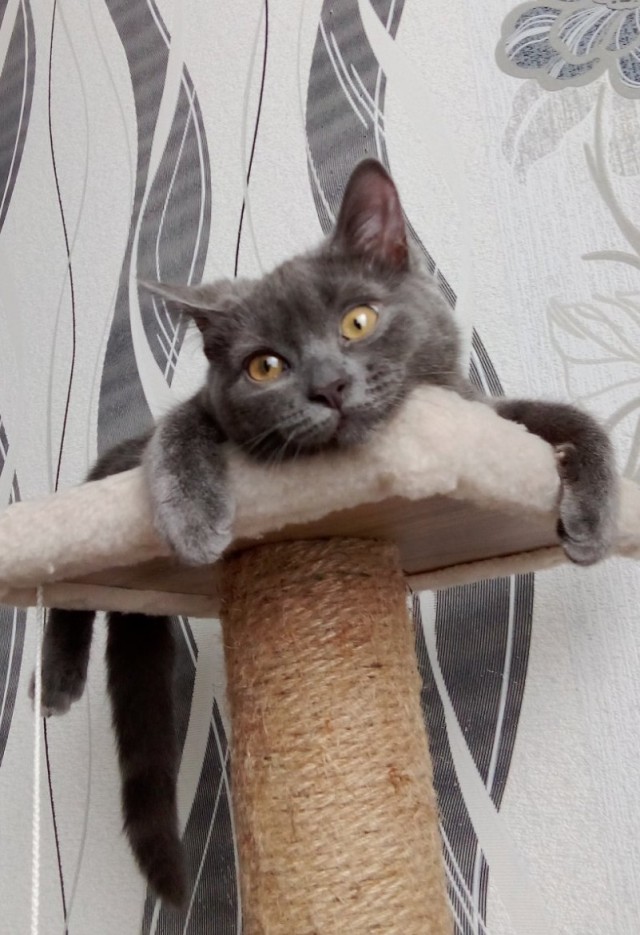 Котовторник