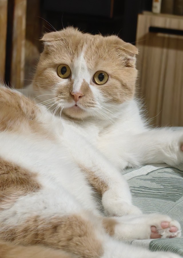 Котовторник
