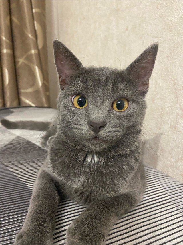 Котовторник 05/11/2024