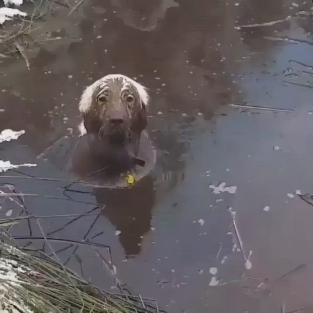 Золотистые балбесы