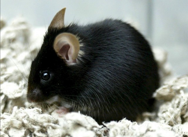 Откуда берется седина? Тайна седых волос была разгадана