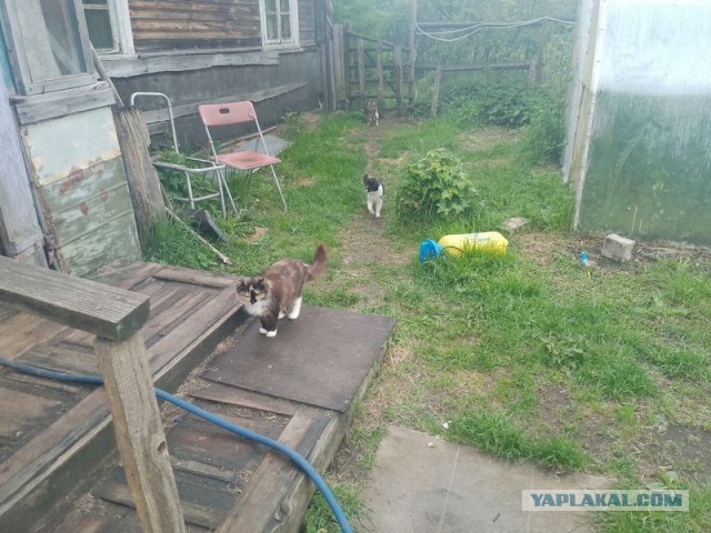 Жизнь домашнего приюта для котеек 543