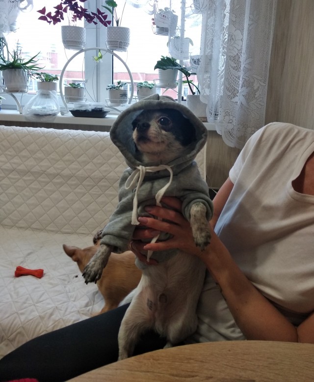 Собакочетверг же