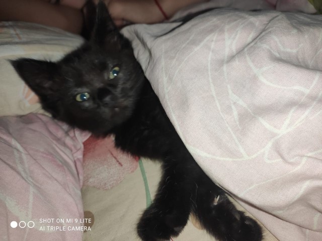 Хоть и не котовторник,но все же...