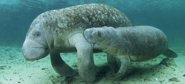 Огромный морской Сазан, он же морской Слон.