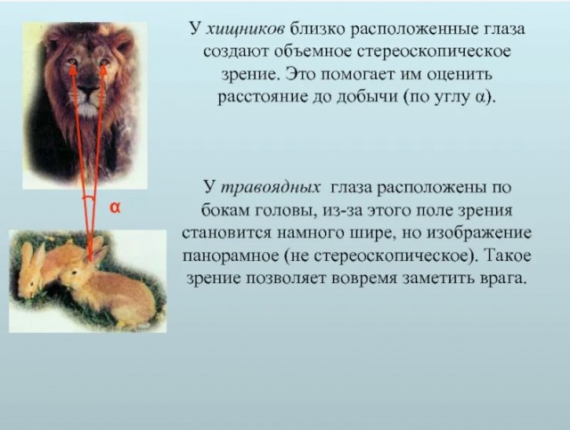 Что за зверюга кто знает?