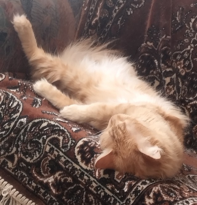 У нас кот