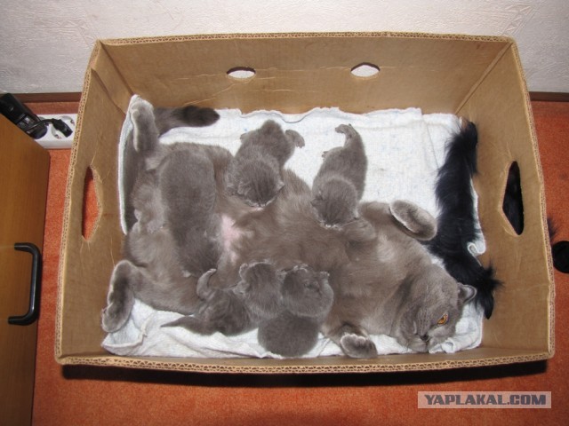 Котовторник 9.07.2013