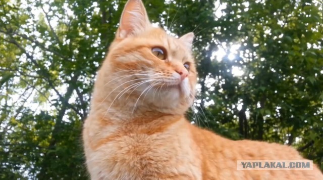 Кот на прогулке