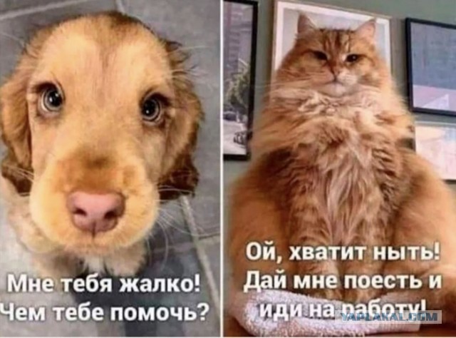 Картинки для деградации 100 (разной степени свежести)
