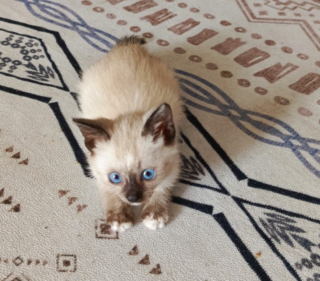 Котовторник! И я теперь дважды раб
