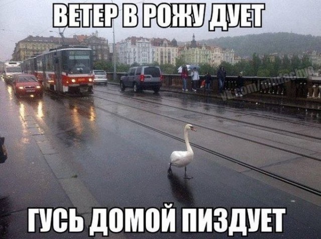 Дегрономикон. Дюжина