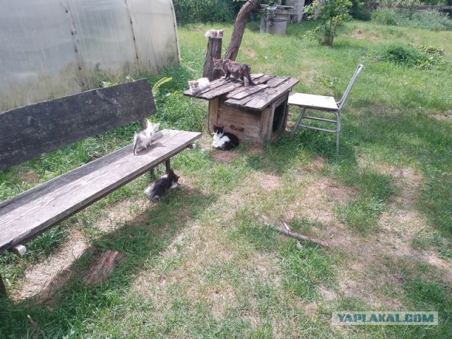 Жизнь домашнего приюта для котеек 578