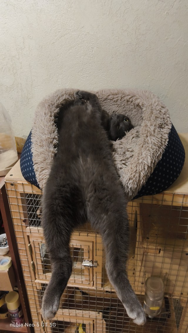 На котовторник