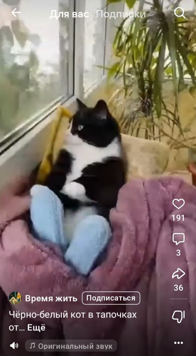 Объяснительная коту