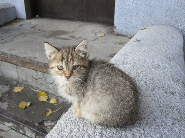 Котовторник 29.09.2026