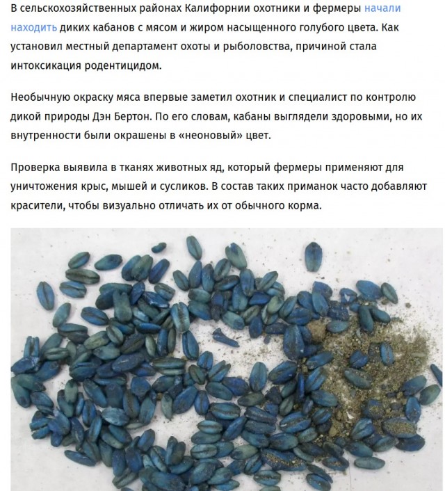 Находка в лесу