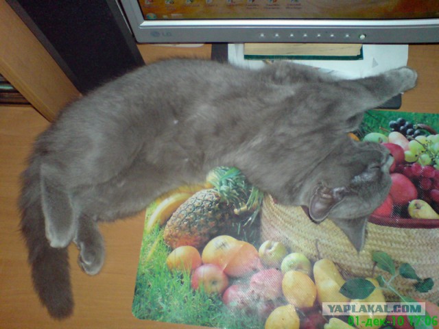 Котовторник 22.10.2013