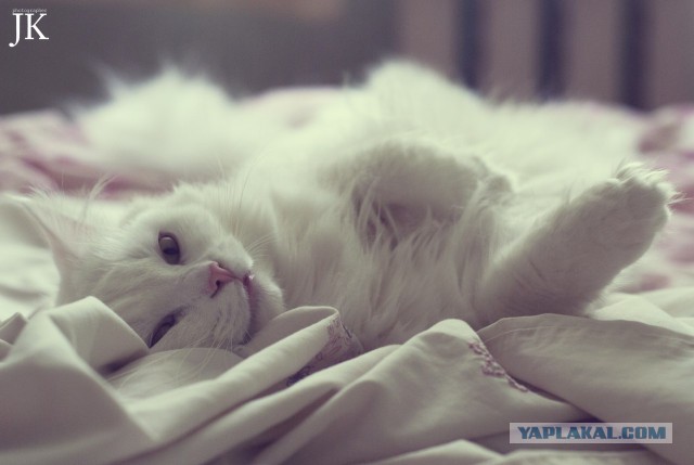 Котовторник 26.11.2013