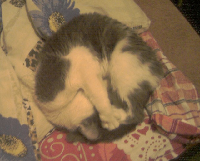 Котовторник 05.03.13