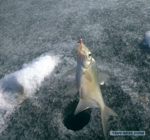 На заливе Иркутского водохранилища