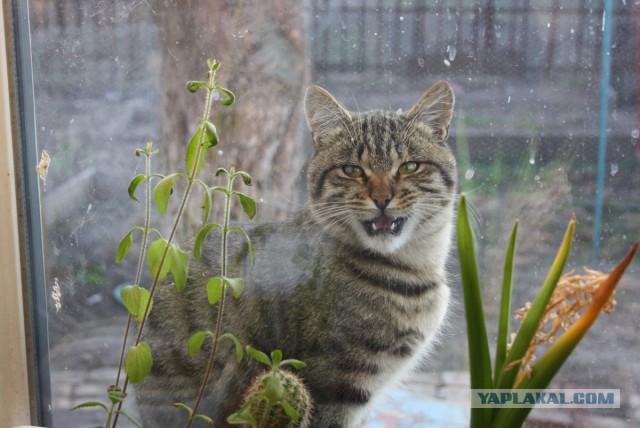 Котовторник 22.04.2014