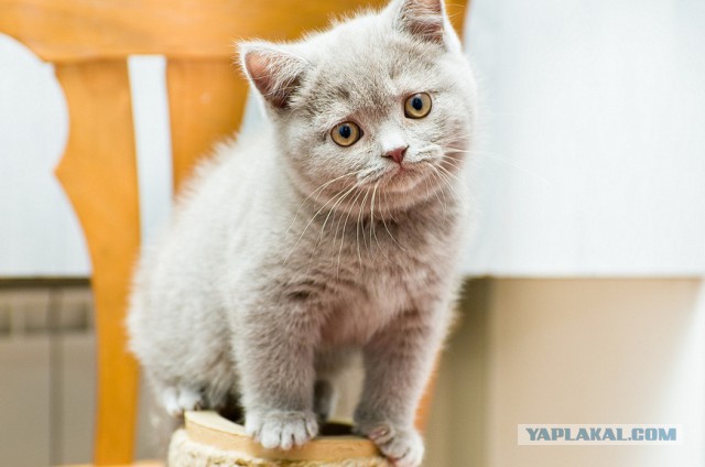 Боитесь взять котенка с улицы или из приюта?