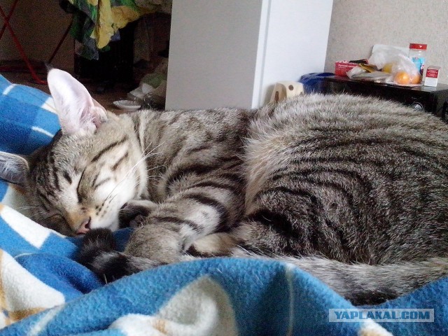 Котовторник 10.06.2014