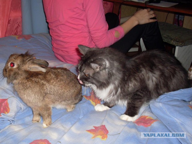 Котовторник 05.08.2014