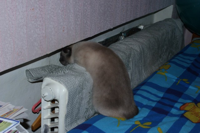 Котовторник 12.08.2014