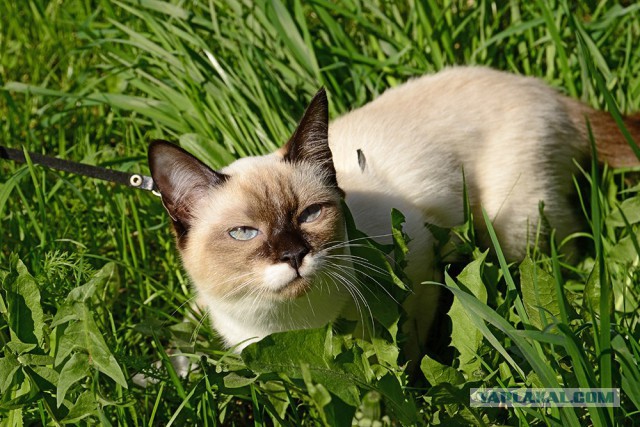 Котовторник 12.08.2014