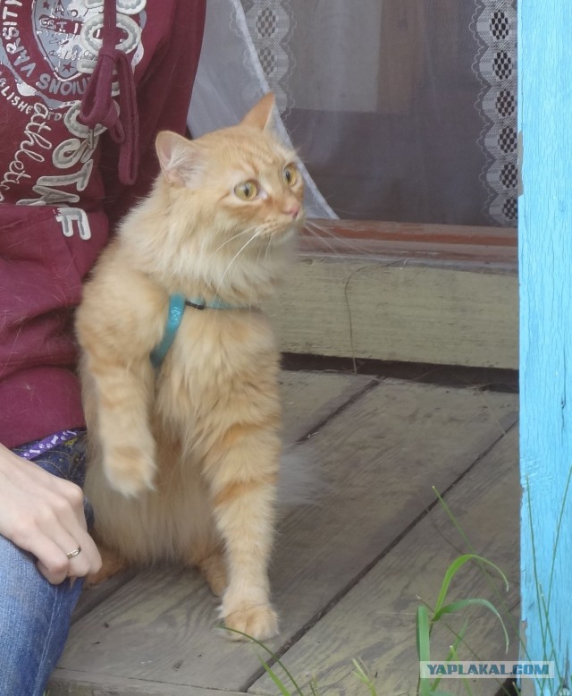 Котовторник 19.08.2014
