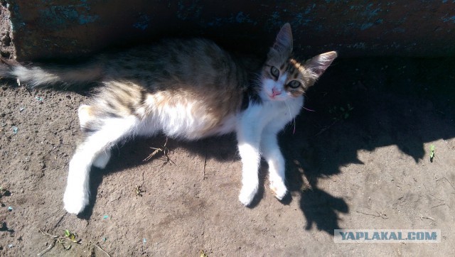 Котовторник 23.09.2014.